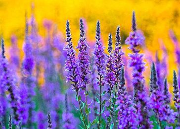 《浪漫沙加3HD》繁中版预告 游戏将于8月19日发售